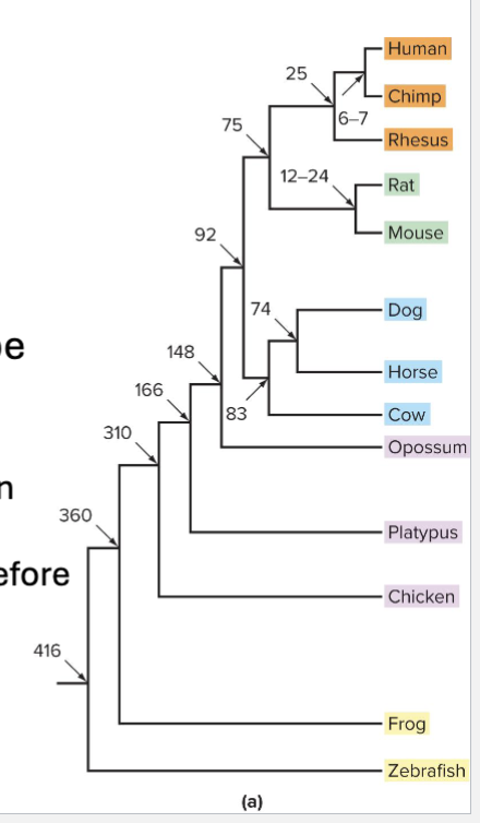 <ul><li><p>Comparing genomes can help track natural selection</p></li><li><p>Phylogenetic trees depicting relatedness can be made by comparing DNA sequences among organisms</p><ul><li><p>Branch points represent a series of nested common ancestors</p></li><li><p>Number at each branch point is millions of years before the present </p></li></ul></li></ul><p></p>