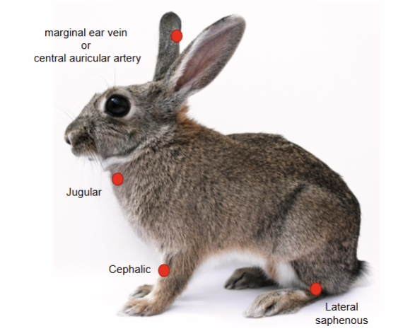 <ul><li><p>Jugular</p></li><li><p>Lateral saphenous</p></li><li><p>Cephalic</p></li><li><p>Marginal ear vein</p></li></ul><p></p>