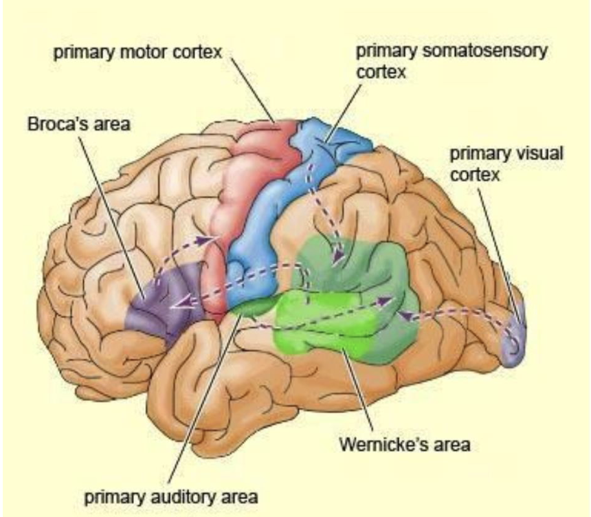 <p>Brain region that processes auditory information perceived through the ears.</p>