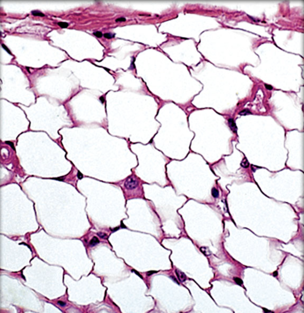 <p>Identify tissue by the image</p>