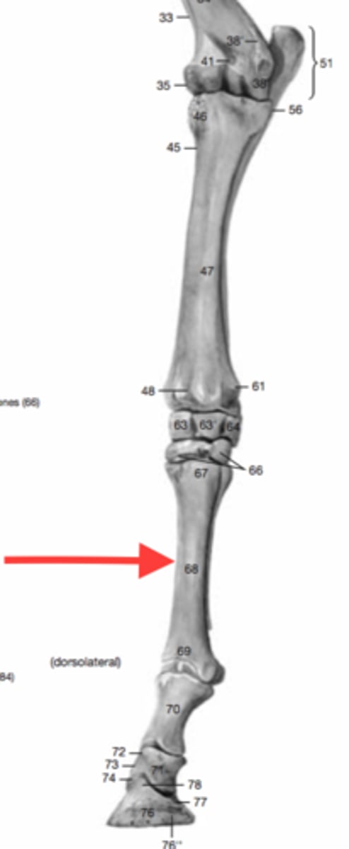 <p>Large metacarpal or metatarsal bone of hoofed animals</p>