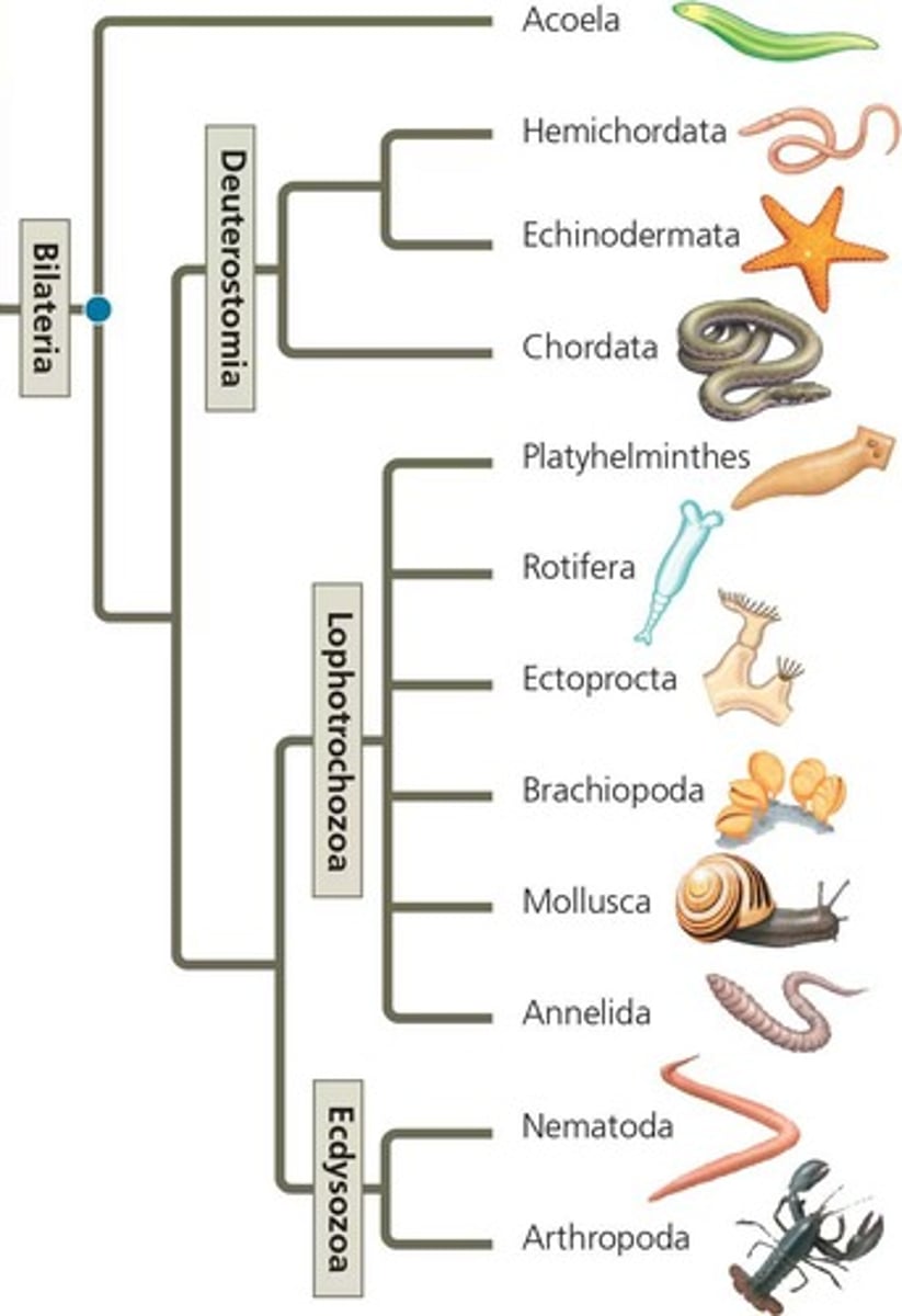 <p>Members of the branch of eumetazoans possessing bilateral symmetry.</p>