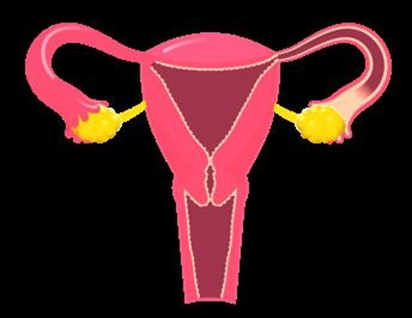 <p>The tube through which the egg travels from the ovary and where fertilization occurs.</p>
