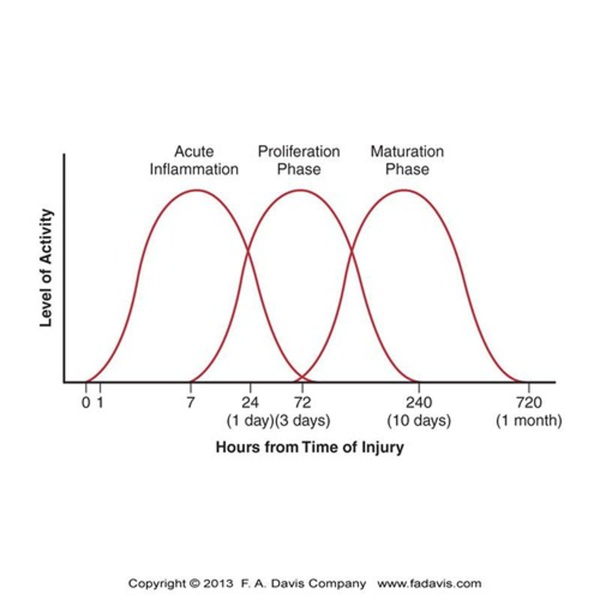 <p>Acute inflammatory response, Proliferation phase, Maturation phase.</p>