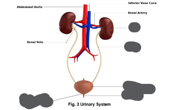 <p>Parts of the urinary system</p>