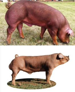 <p>Duroc </p>