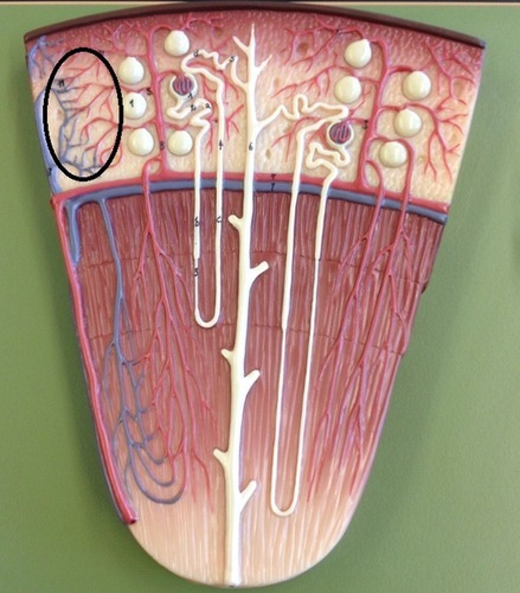 <p>Identify this urinary system structure.</p>