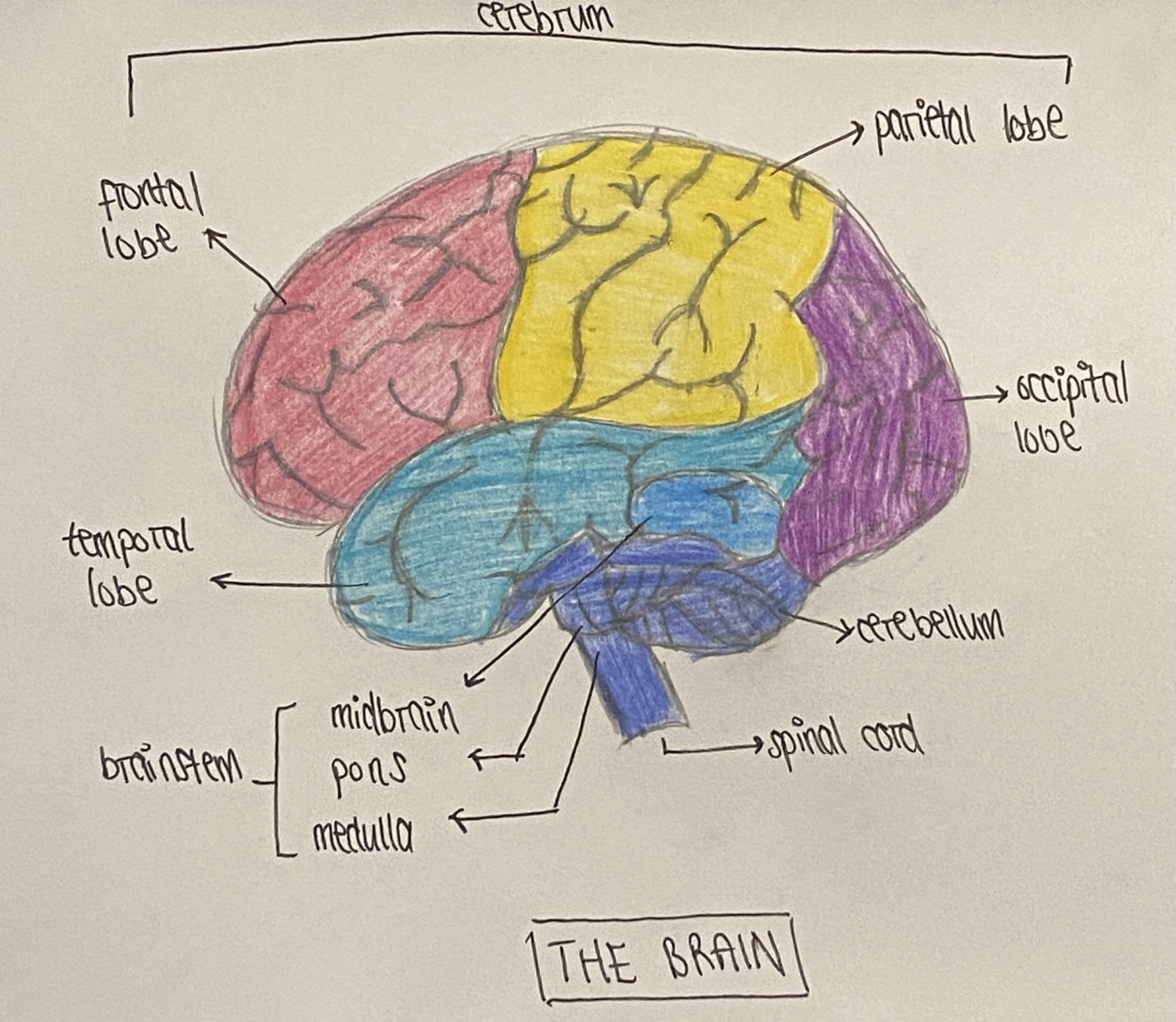 <p>(check labelled diagram)</p>