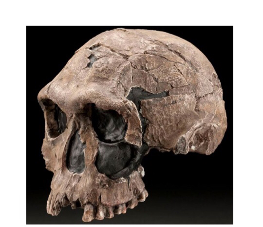 <p>Homo habilis </p>