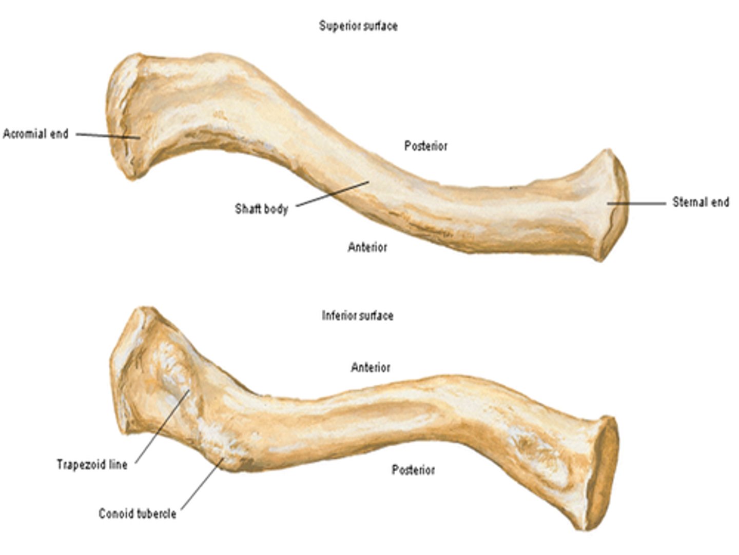 <p>nearer to the acromial end than the conoid tubercle</p>