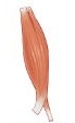 <p>fascicle arrangement that runs parallel to the axis of the muscle but is greater in width in the middle than either side</p>