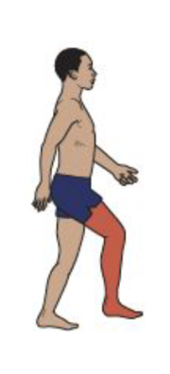 <ul><li><p>Midswing to Terminal Swing</p></li><li><p>Ankle motion</p></li><li><p>Pre-tibial muscles elevate the foot to neutral by mid-swing and then maintain that posture.</p></li></ul><p></p>