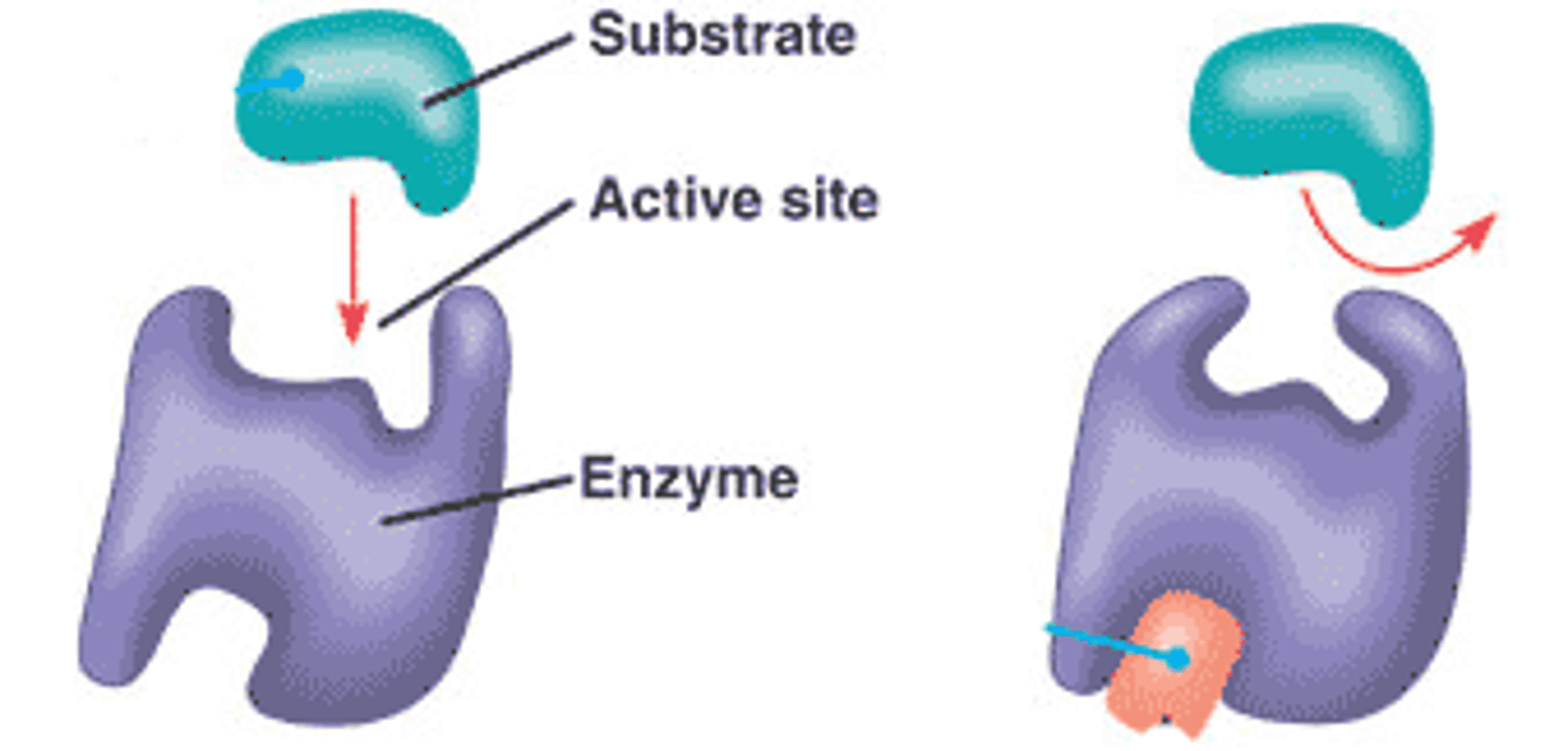 <p>__________ regulation of enzyme occurs when a molecule binds to an enzyme changing the protein's shape</p>