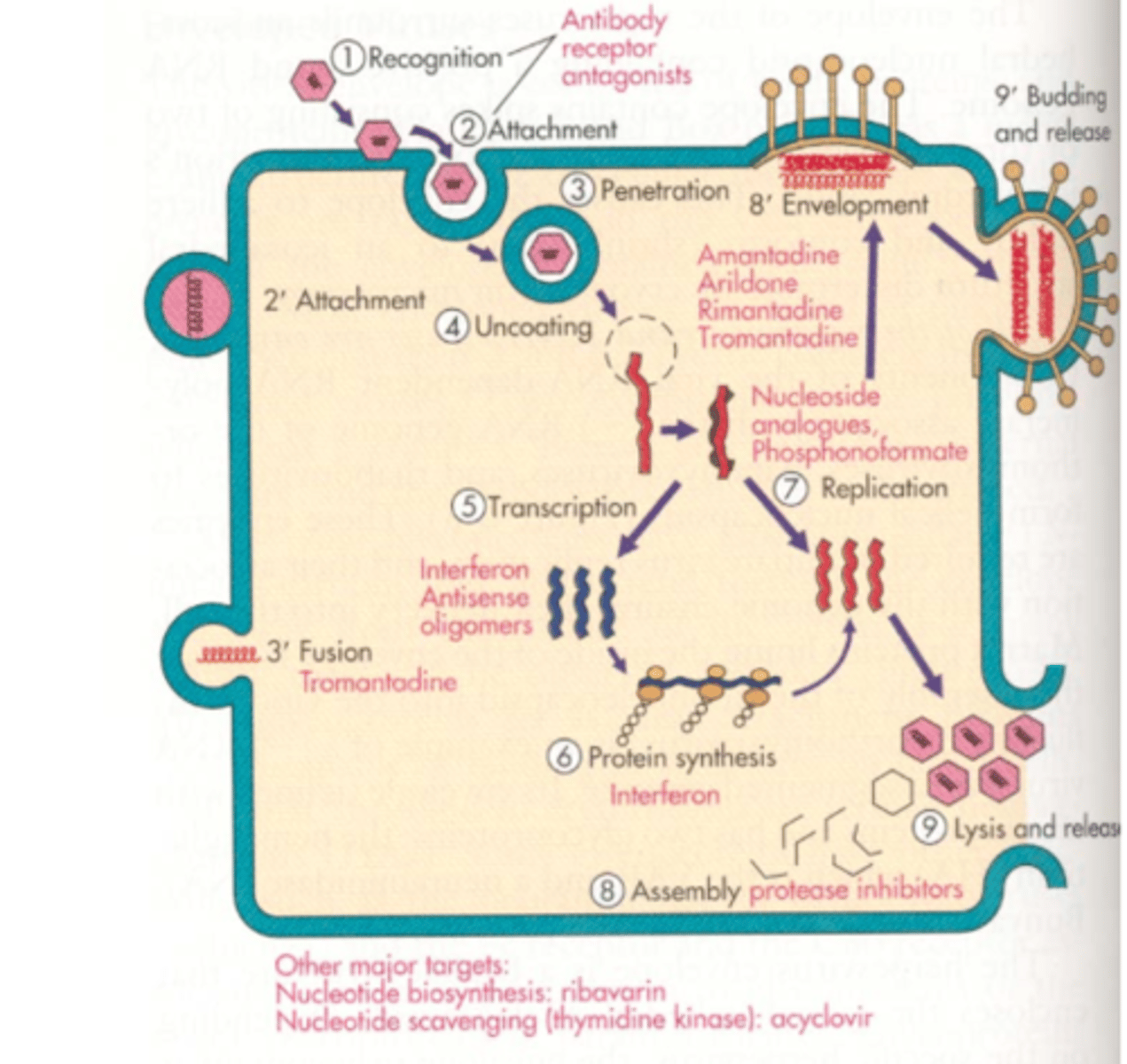 <p>-attachement and penetration and uncoating</p><p>-replication of viral genome</p><p>-protein synthesis</p><p>-assembly and exit</p>