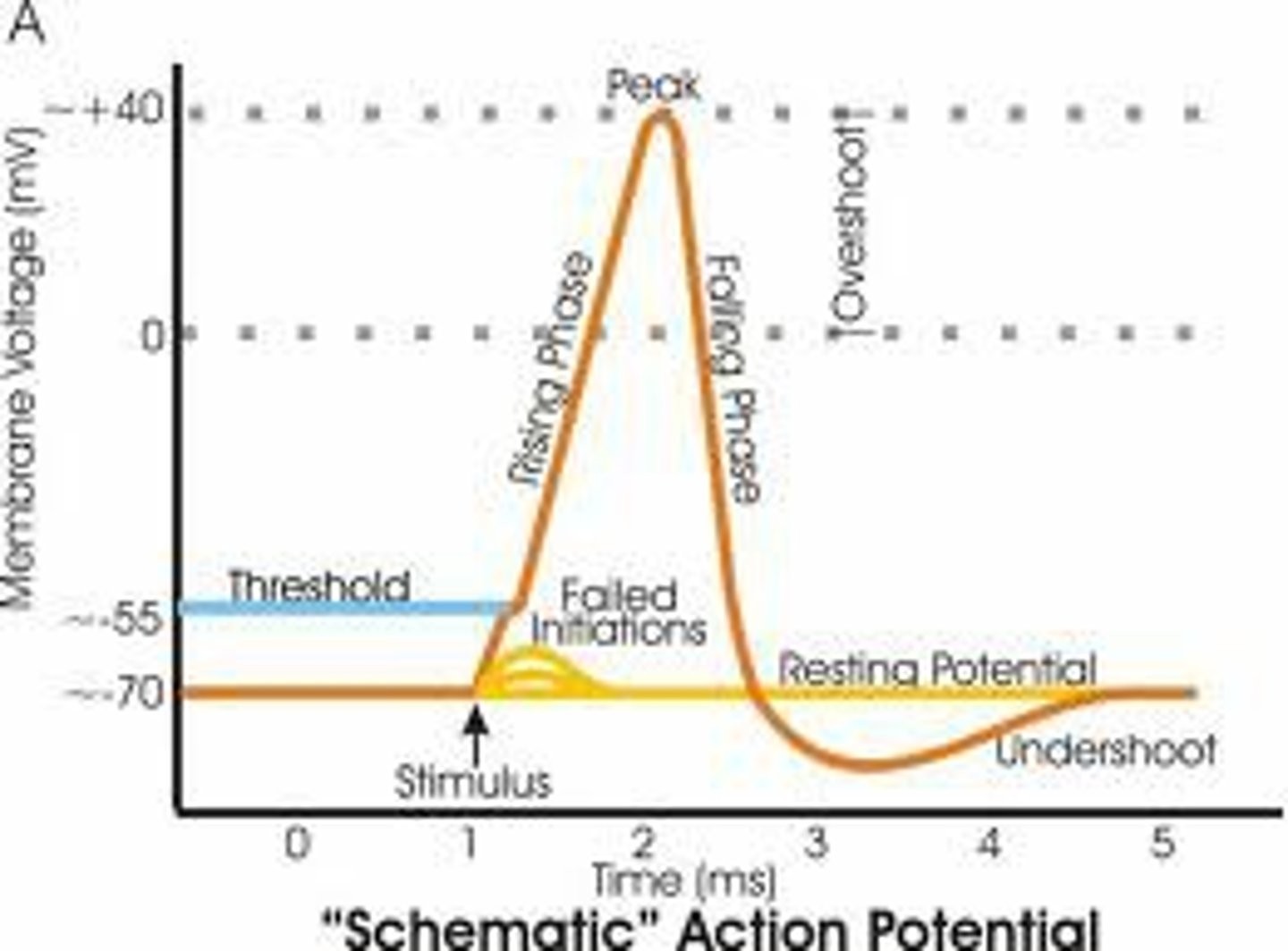 <p>the level of stimulation required to trigger a neural impulse.</p>