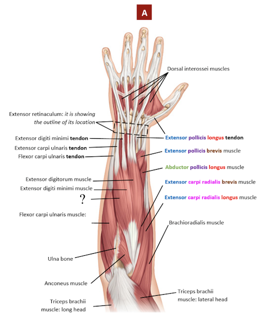 <p>located next to the flexor carpi ulnaris muscle</p><ul><li><p>extends the wrist when fist is clenched and helps in ulnar flexion of the wrist</p></li></ul><p></p>