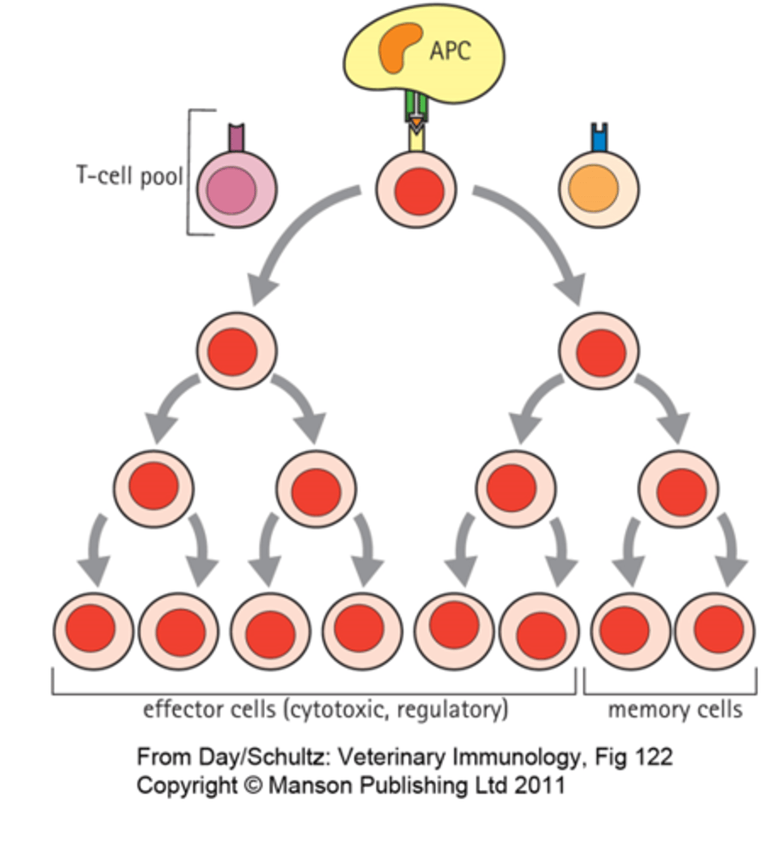 <p>an increase in the number of cells by mitotic cell division</p>