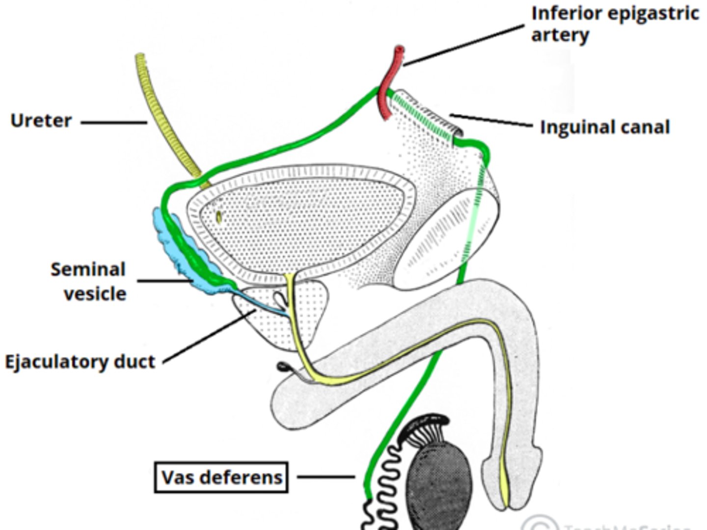<p>1. tail of epididymis</p><p>2. Through inguinal canal</p><p>3. down lateral pelvic wall close to the ischial spine</p><p>4. turns medially to pass between the bladder and the ureter</p><p>5. down posterior surface of bladder</p><p>6. joins seminal vesicle to form ejaculatory duct</p>