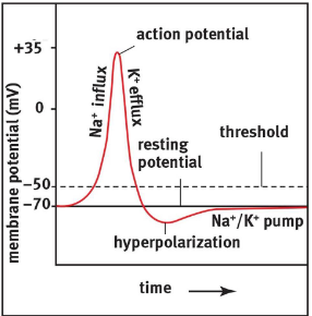 <p>Resting potential</p><ul><li><p>Na+/K+ pump</p></li></ul><p>Depolarization</p><ul><li><p>Voltage gated Na+ channel</p></li></ul><p>Repolarization</p><ul><li><p>Voltage gated K+ channel</p></li></ul><p>Resting potential</p><ul><li><p>Na+/K+ pump</p></li></ul><p></p>
