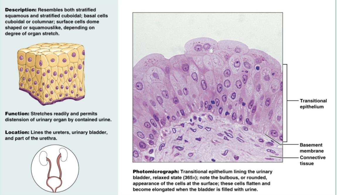 <p>a specialized type of epithelium that combines both stratified squamous and stratified cuboidal cels. Functions to stretch readily to accommodate volume changes in urinary tract</p>