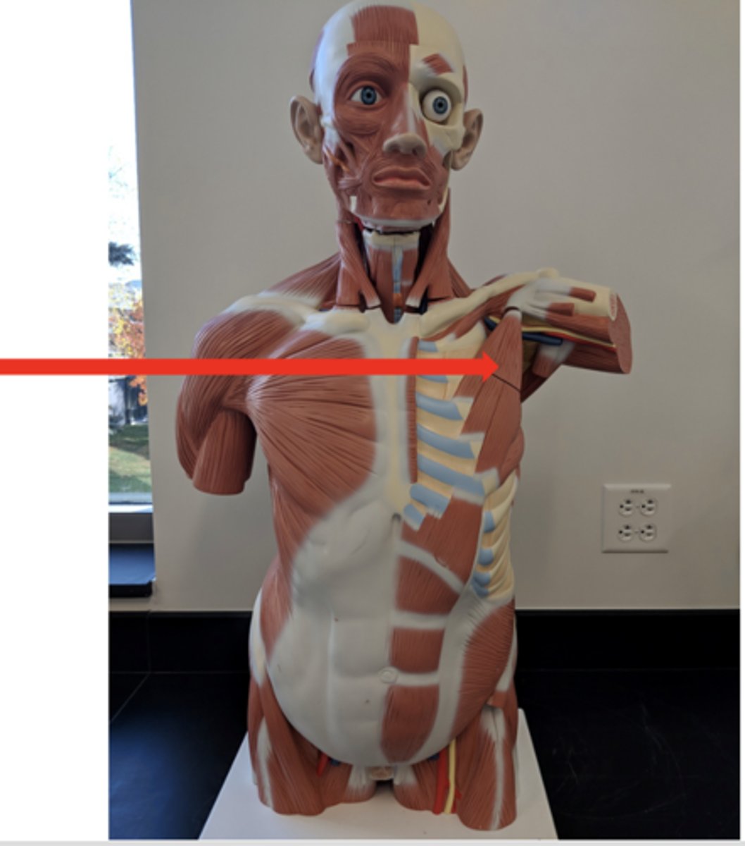 <p>what is this?</p>