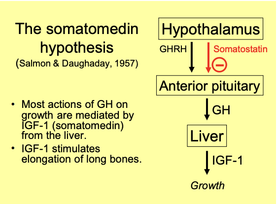 <ul><li><p>most actions of GH on growth are mediated by <strong>insulin-like growth factor1</strong></p><ul><li><p>IGF-1→ somatomedin</p></li></ul></li><li><p>Released by the <strong>liver</strong> in response to GH</p></li><li><p>IGF-1 stimulates elongation of long bones</p></li></ul><p></p>