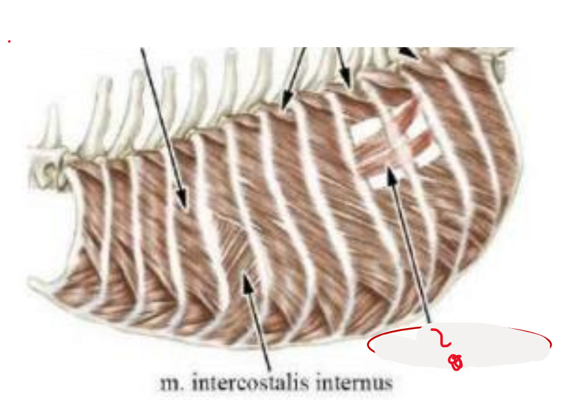 <p>this muscle, which is located deep to the m. intercostales interna is?</p>