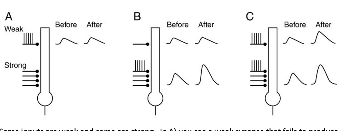 <p>What’s a homosynaptic vs. heterosynaptic LTP?</p>