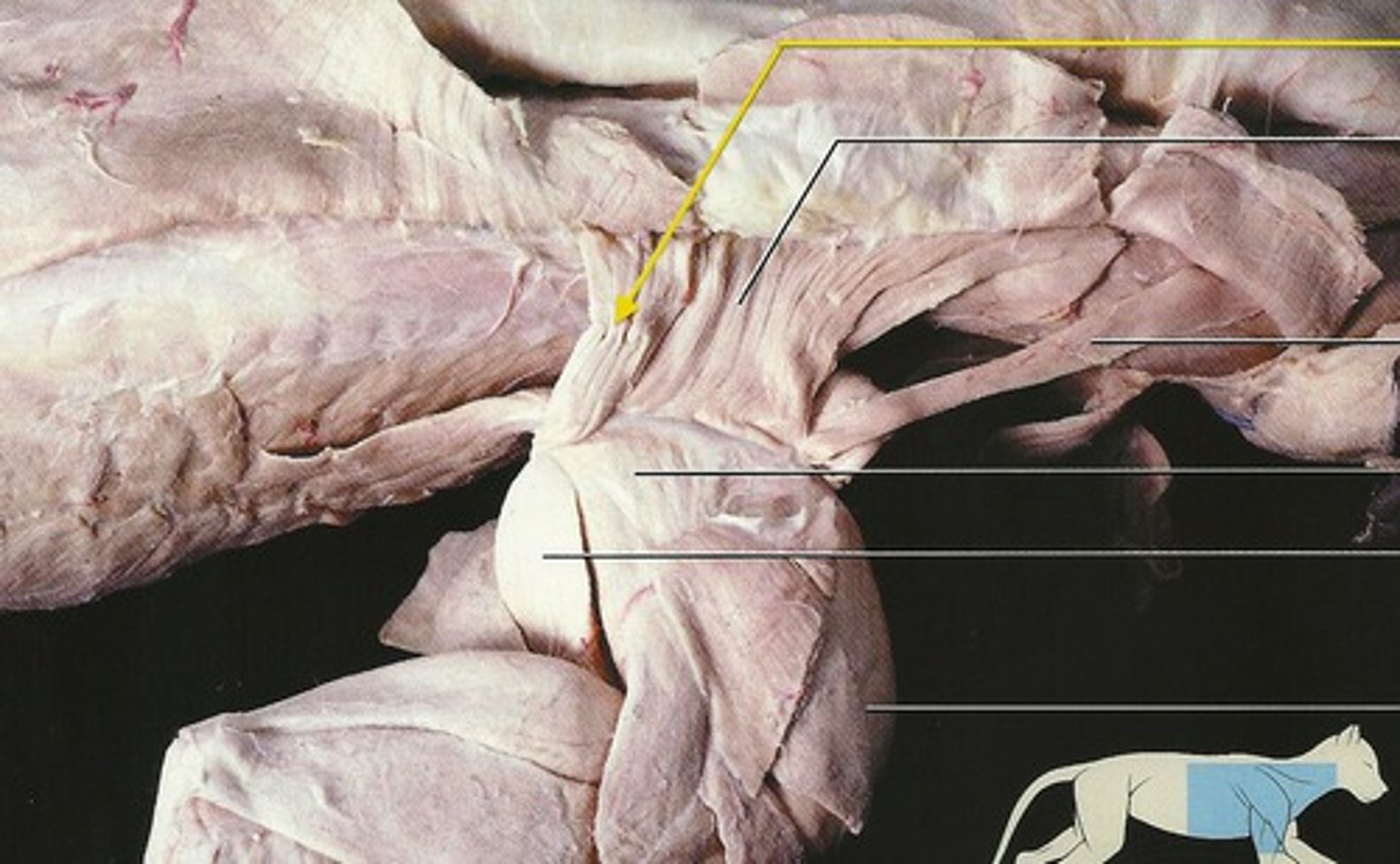 <p>What muscle is this?</p><p>Origin?</p><p>Insertion?</p><p>Function?</p><p>Innervation?</p><p>What larger muscle is this part of?</p>