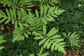 <p>Sensitive fern&nbsp;</p>