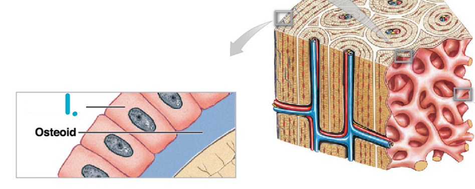 What is the name of this type of cell #1?