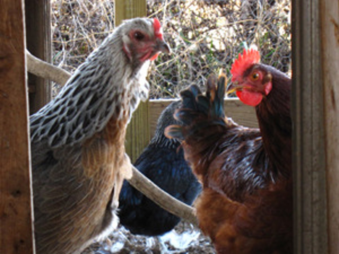 <p>Poultry grow best with short days while egg production is greatest when days are long.</p>