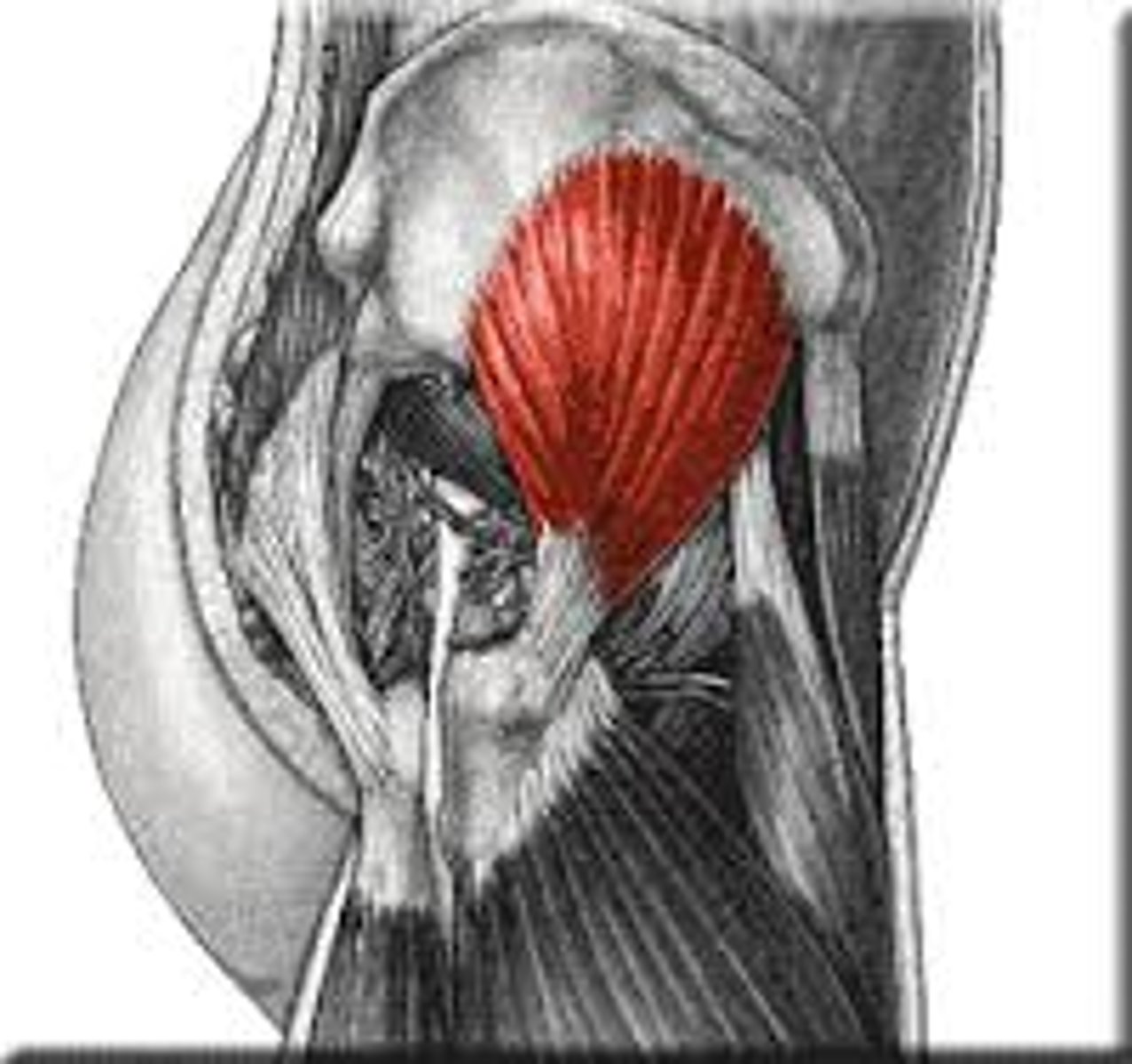 <p>deep to gluteus medius</p>