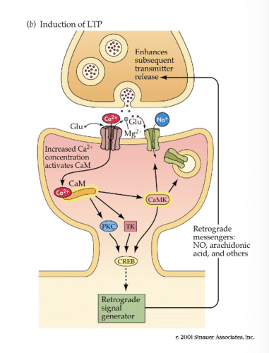 <p>- presynaptic neuron dumps out a LOT of glutamate<br>- glutamate binds to AMPA, releasing a lot of Na+ and depolarizing the cell (more +)<br>- ball of magnesium 'pops' out due to depolarization of cell, so glutamate can bind to NMDA<br>- increased concentration of Ca2+</p>