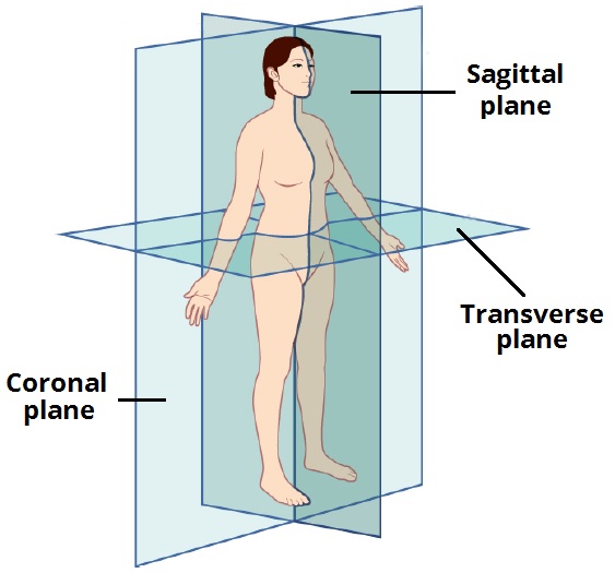 Transverse plane