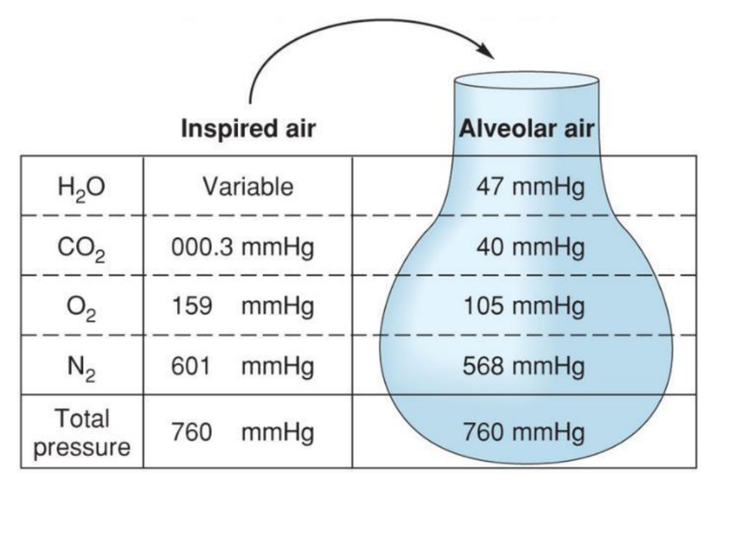 <p>Is driven by differences in partial pressures of gases between alveoli and capillaries</p>