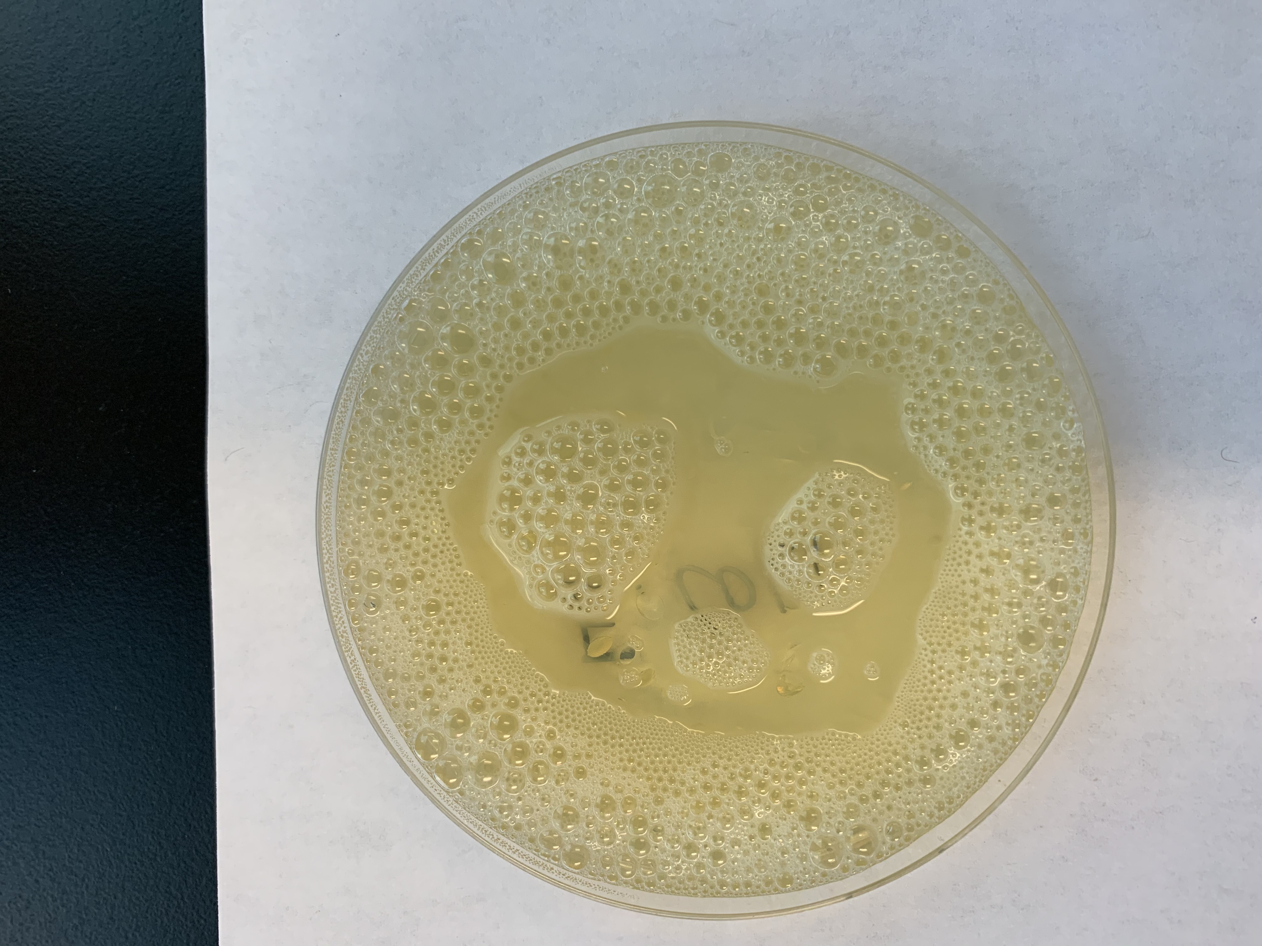 <p>Is this POSITIVE or NEGATIVE for #16 Reduction of Catalase?</p>