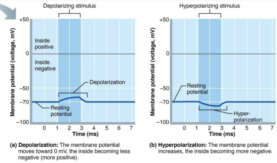 <ul><li><p><strong>Depolarization</strong>: <span style="color: blue"><strong>Decrease in membrane potential</strong></span> (moves toward zero and above)</p><ul><li><p><span style="color: purple"><strong>Inside of membrane becomes LESS NEGATIVE</strong></span> than resting membrane potential </p></li><li><p>Probability of producing impulse <strong>increases</strong></p></li></ul></li><li><p><strong>Hyper-polarization</strong>: <span style="color: red"><strong>Increases in membrane potential</strong></span> (away from zero) </p><ul><li><p><span style="color: purple"><strong>Increase of membrane becomes MORE NEGATIVE</strong></span> than resting membrane potential </p></li><li><p>Probability of producing impulse <strong>decrease</strong> </p></li></ul></li></ul><p></p>