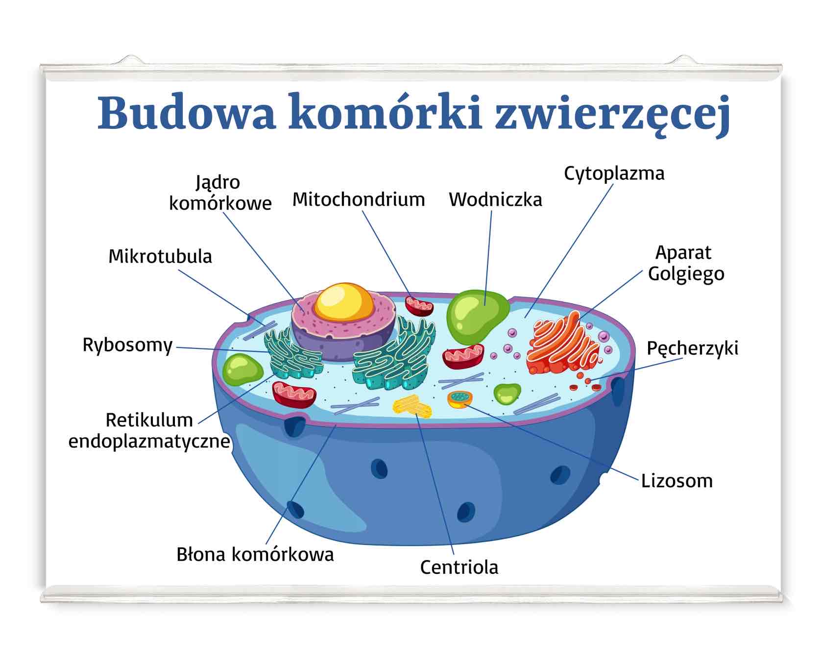 <p style="text-align: center"><strong>komórka</strong></p>