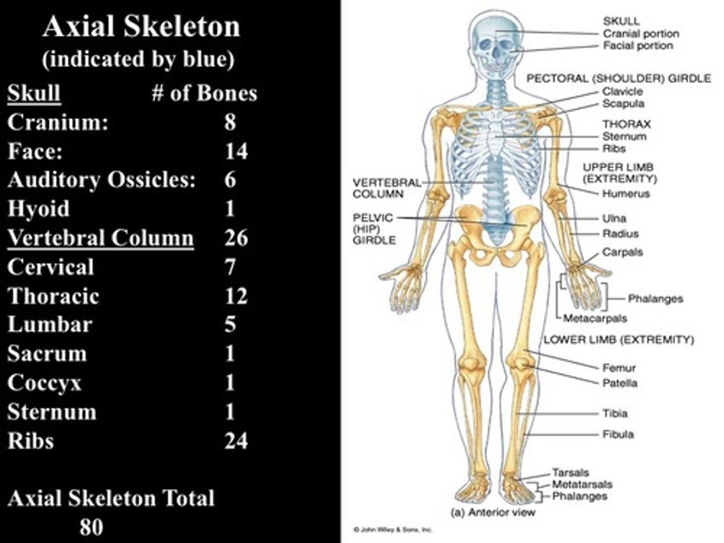 <p>-includes 80 bones</p><p>&gt;Skull and associated bones (29)</p><p>&gt;Thoracic cage (25)</p><p>&gt;Vertebrae column (26)</p>