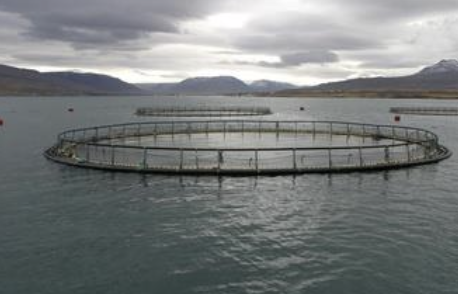 <p>What is the name of this aquaculture system? </p>