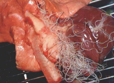 <p>What is the common name for this adult parasite? </p>