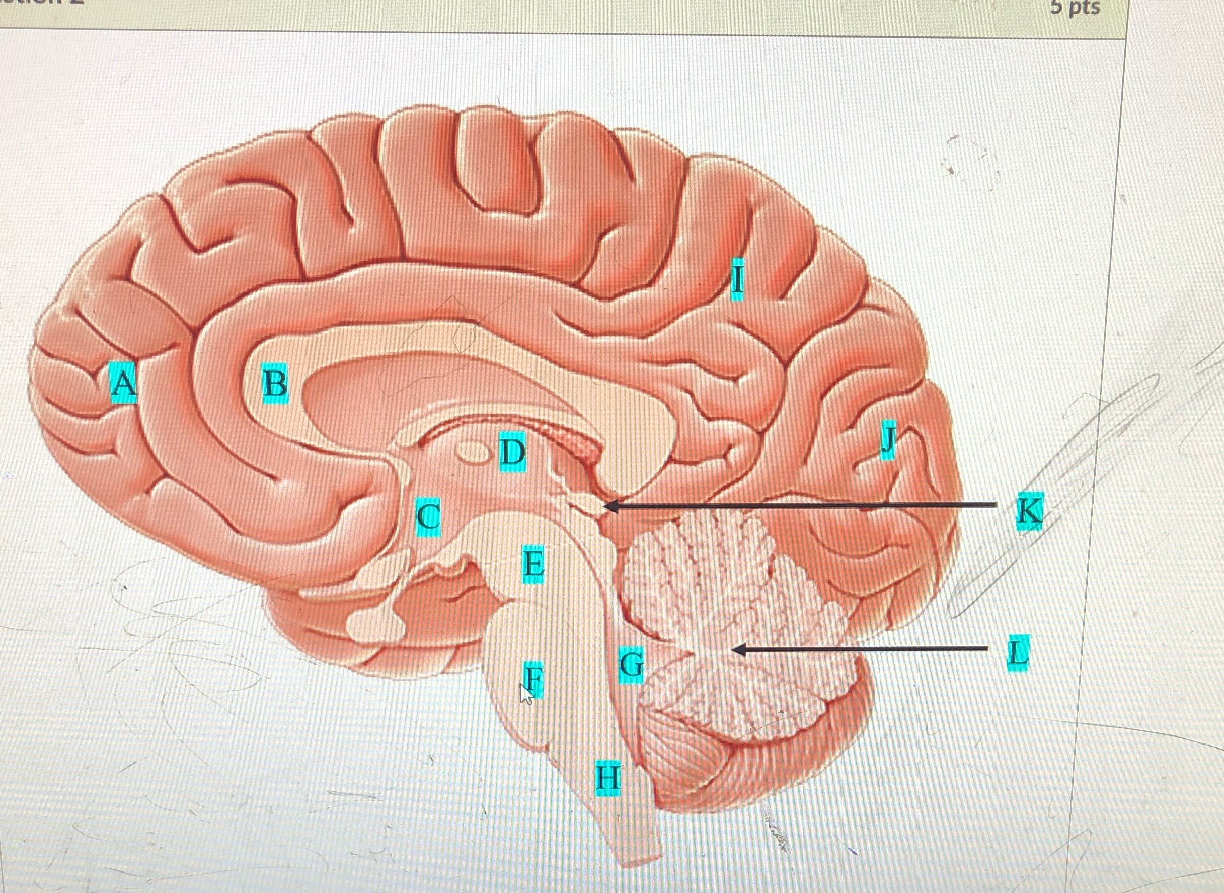 <p>H</p>