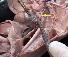 <p>What is the arrow pointing to? What’s it function? </p>