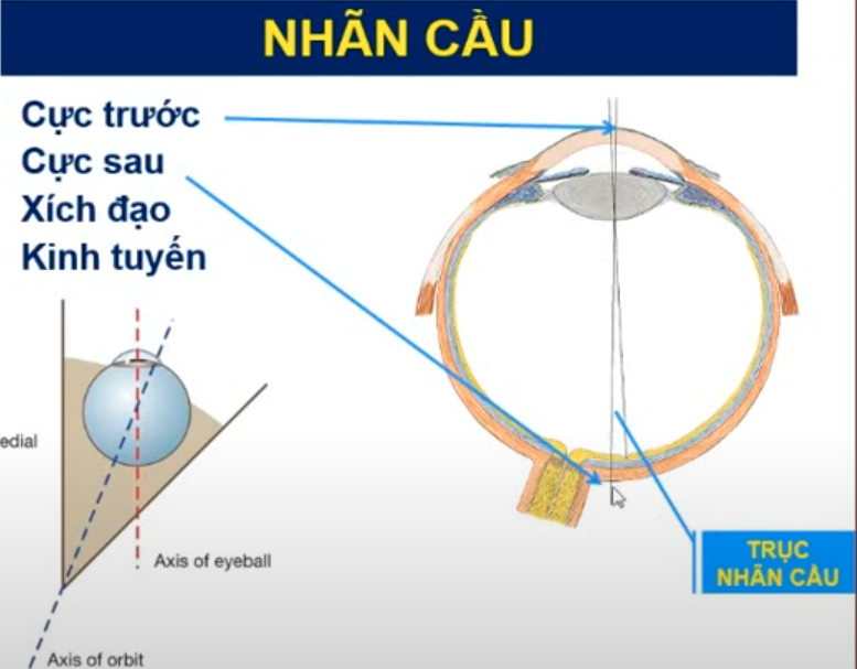 <p><span style="color: red"><strong>Mô tả đặc điểm của nhãn cầu:</strong></span></p><p>1/ Trung tâm giác mạc</p><p>2/ Trung tâm củng mạc</p><p>3/ Đường thẳng qua 2 cực</p><p>4/ Vòng quanh nhãn cầu, cách đều 2 cực, vuông góc với trục nhãn cầu</p><p>5/ Vòng qua 2 cực </p><p>6/ Đi qua điểm vàng </p>
