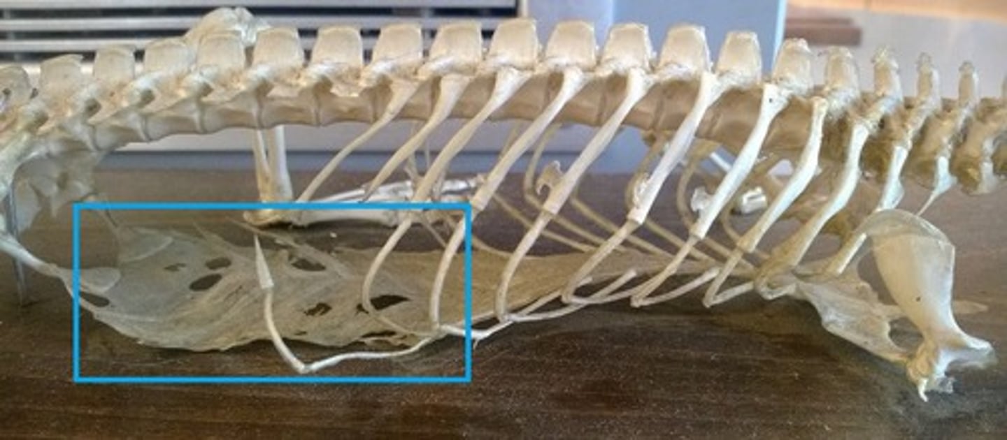 <p>Free floating "belly ribs"</p>