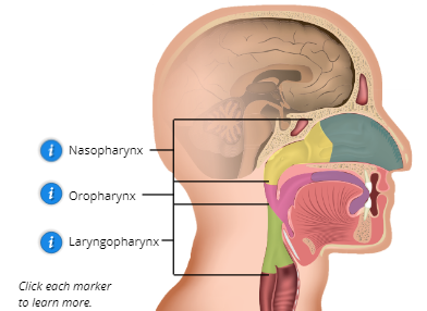 Pharynx