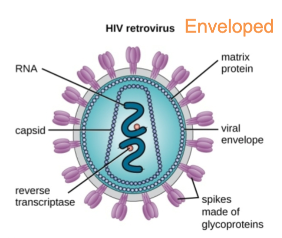 <p>Viral grouping: Viral envelope</p>