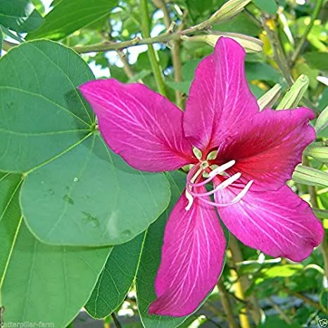 Purple Bauhinia