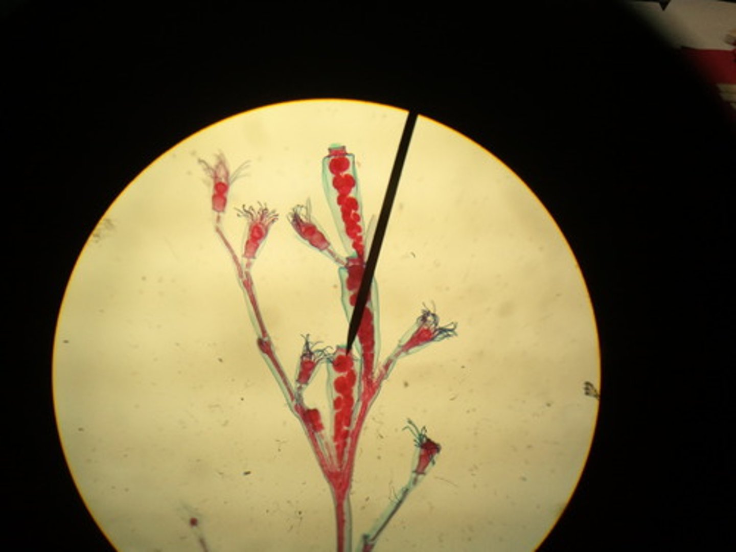 <p>-feeding polyps responsible for catching prey (one with tentacles)</p><p>-reproductive polyps produce medusa by budding (ones with red dots)</p><p>-colonial, along with Physalia (man o war, actually a hydrozoan colony)</p>